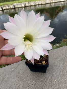 Preview: Echinopsis hybr. lila